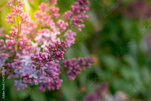 Lilac flower on a green background selective focus