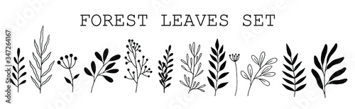 Doodle leaves set. Cute hand drawn forest leaves and branch set. Traditional leaves in ink, doodle style for wedding decoration and arrangements.