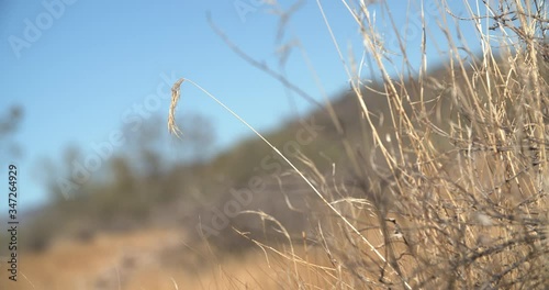 Desert Grass in Arizona