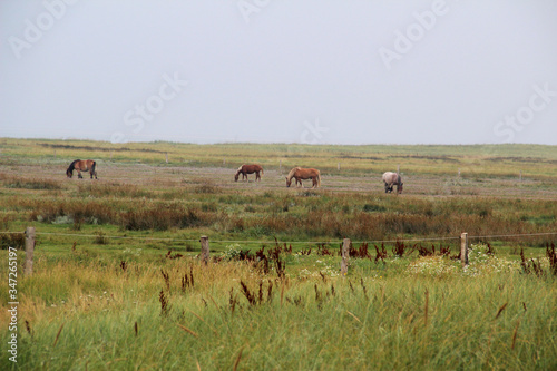 blick auf grasende pferde auf der nordsee insel juist deutschland © BMFotos