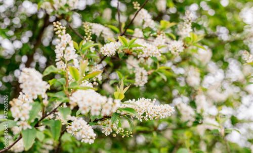 Spring flowers, bird cherry. Flowering Prunus Avium Tree with White Little Blossoms, bright nature background