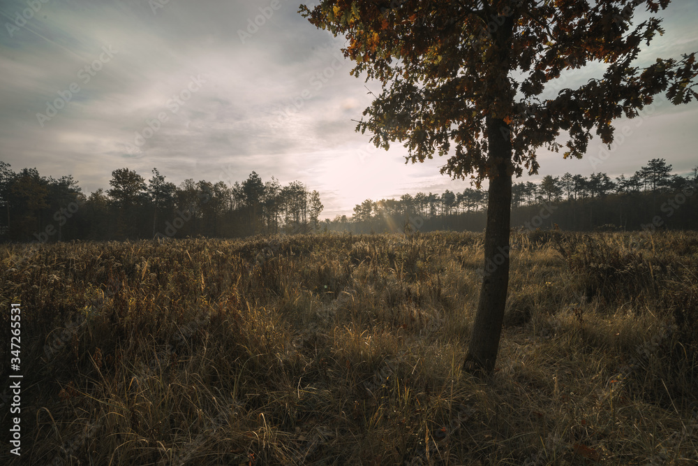 Meadow in a forest with tall grass in autumn with the sun rising. Tree in the foreground to the left. Meadow in a forest with tall grass in autumn with the sun rising. Tree in the foreground to the left.