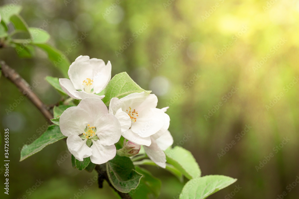 Close-up of white Apple blossoms at sunrise. An image for creating a calendar, book, or postcard. Selective focus. Close-up of white Apple blossoms at sunrise. An image for creating a calendar, book, or postcard. Selective focus.