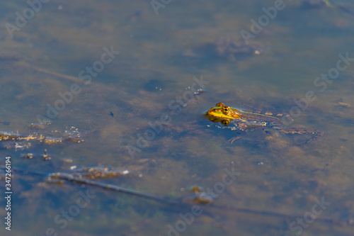 in a lake a frog swims  calmly with its head out of the water