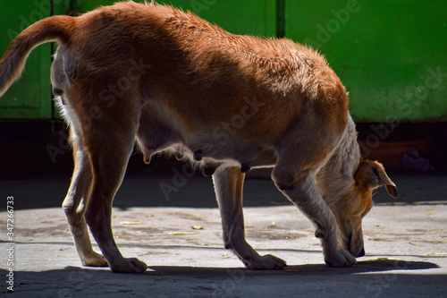 Street dog searching for some amazing food, Dog in old delhi area Chandni Chowk in New Delhi, India, Delhi Street Photography photo