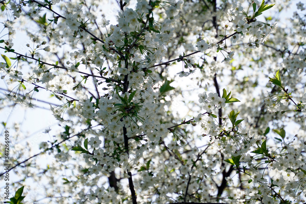 Gardens in May. Spring. White flowers on the branches of cherry. Fruit trees. Beautiful plant