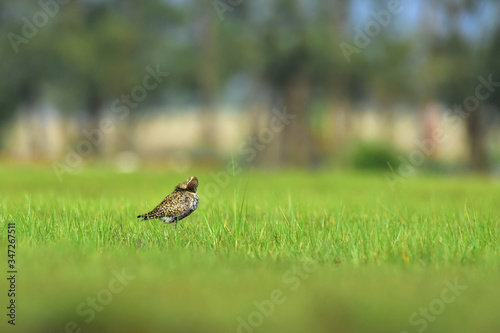 great crested grebe on grass