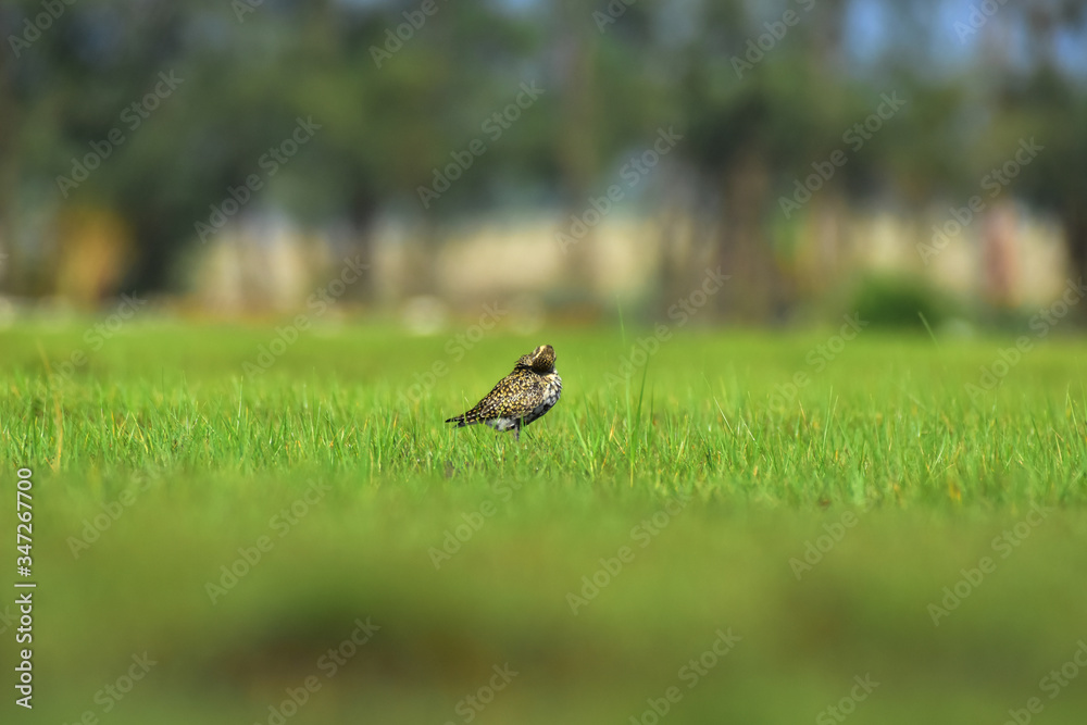 great crested grebe on grass great crested grebe on grass