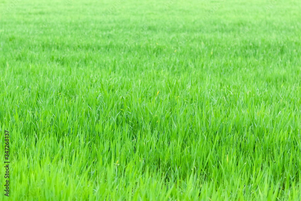 green winter wheat field in spring
