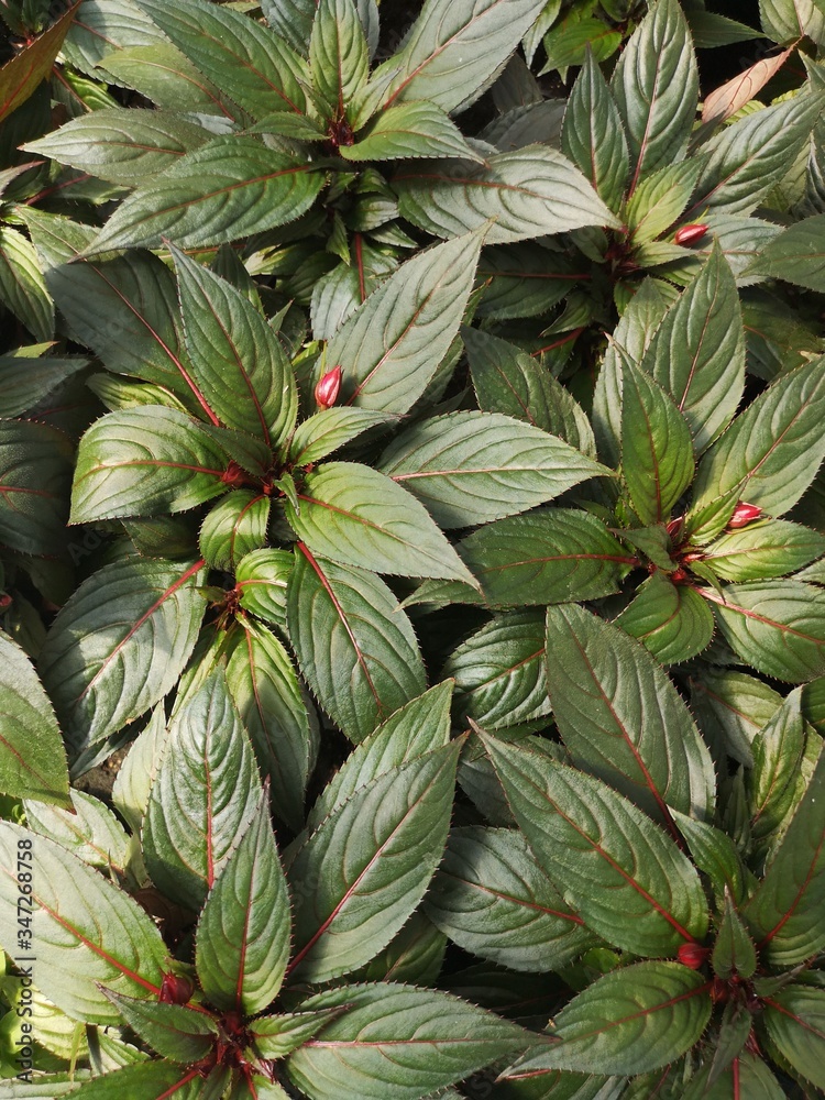 Fototapeta premium Impatiens flower. Cultivation of impatiens flower in a greenhouse. Greenhouse rows of impatiens in springtime.