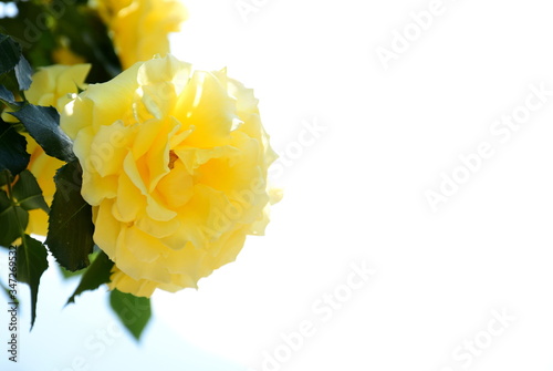 Gelbe Rose im Garten