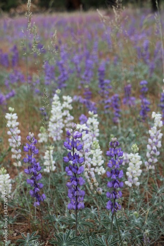 Field of white and blue purple or lavender lupine wildflowers that invoke beauty and peace, Take a hike while viewing these spectacular flowers in a field in a national park. 