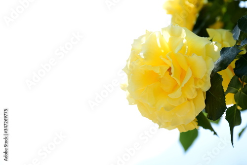 Wunderschöne gelbe Rose vor weißen Hintergrund mit Textfreiraum