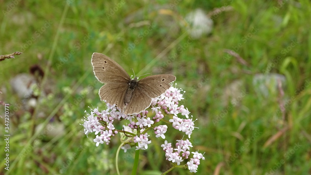 Fototapeta premium Brauner Waldvogel, bräunlicher Schmetterling