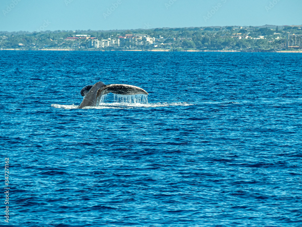 Fototapeta premium Whales playing in beautiful blue ocean off the coast of Maui.