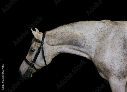 Pferd vor schwarzem Hintergrund  photo