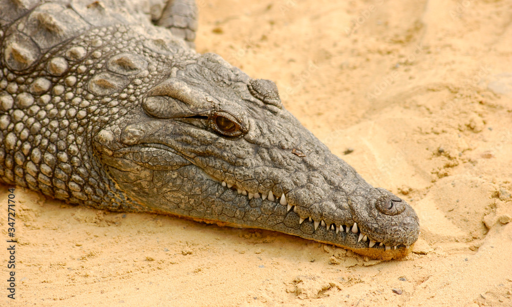 Alligator close up while taking in the sun Alligator close up while taking in the sun