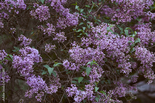 Purple lilac branch