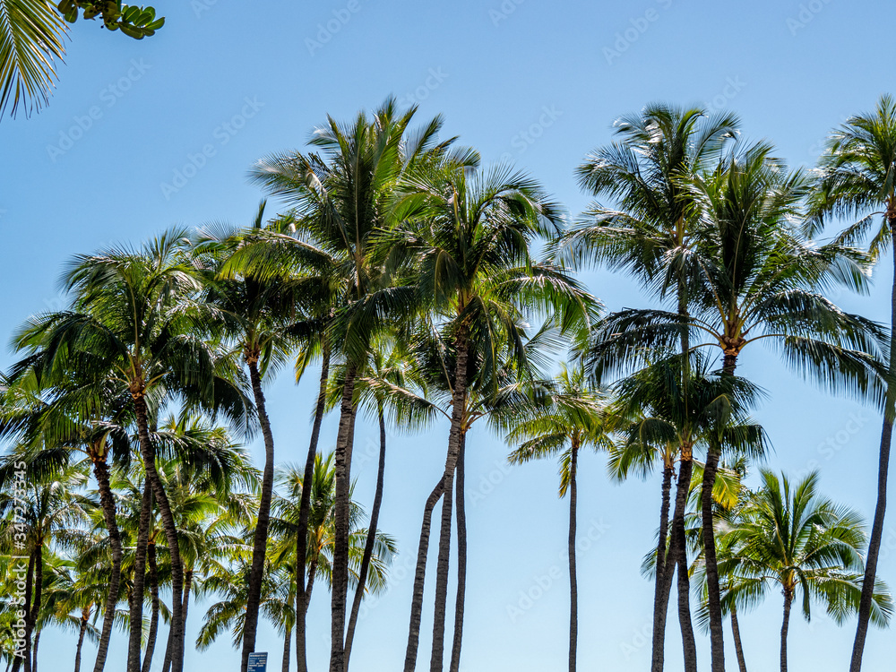 Palm trees against beautiful blue sky.