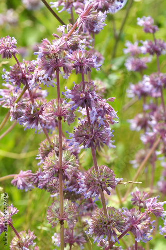 In nature  the blooms Salvia verticillata