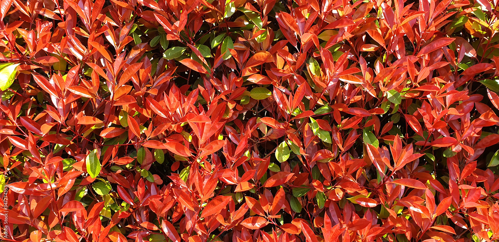 A hedge Photinia of red and green leaves of the bushes. Panorama of hedge garden, house.