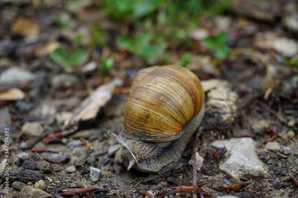 Eine Weinbergschnecke auf dem Waldboden -
A snail on the forest floor Eine Weinbergschnecke auf dem Waldboden -
A snail on the forest floor