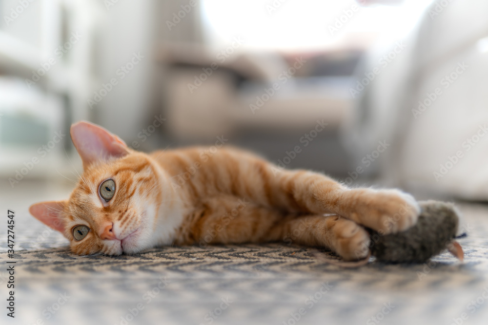 gato atigrado de color marron acostado en una alfombra , mira hacia atras  mientras atrapa un raton de juguete Stock Photo | Adobe Stock