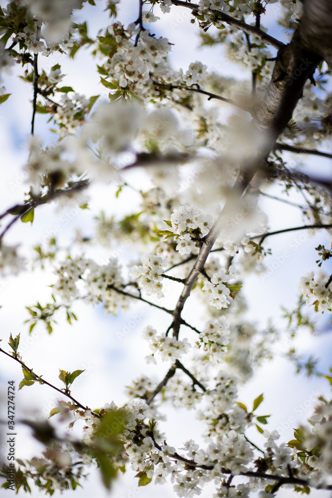 Tree with white flowers Tree with white flowers