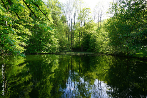 Die B  ume spiegeln sich in einem kleine Teich im Wald - The trees are reflected in a small pond in the forest