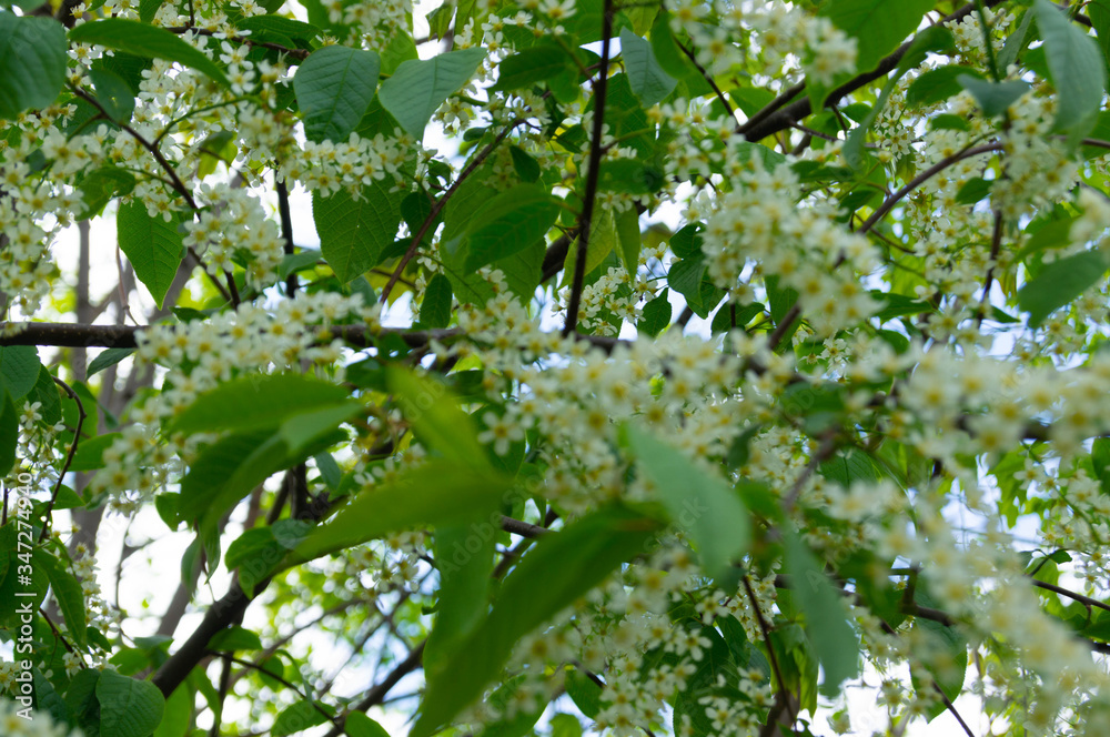 blooming white bird cherry among its green leaves