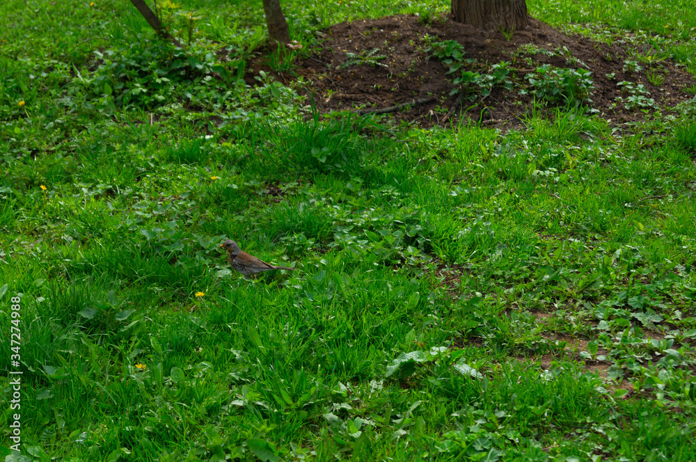 brown rook among green grass in the afternoon