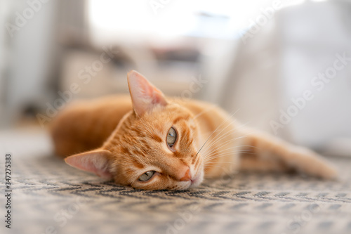 gato marron de ojos verdes acostado en la alfombra, mira a la camara