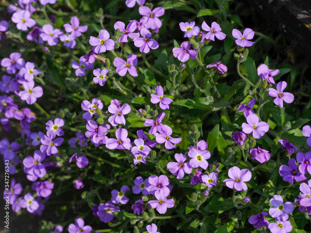 Spring flowers with a Sunny day. Spring flowers bloom on a Sunny day Spring flowers with a Sunny day. Spring flowers bloom on a Sunny day