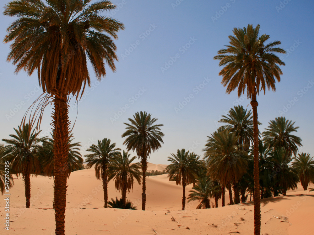 Palm grove

