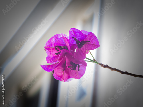 flower in a window