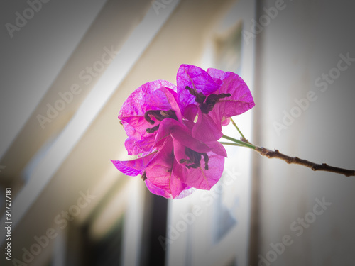 flower in a window