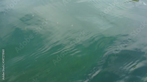 Wallpaper Mural Selective focus of blue green calm ocean sea water with fallen leaves in the famous region of Chaleur Bay in Gaspesie in Canada  Torontodigital.ca