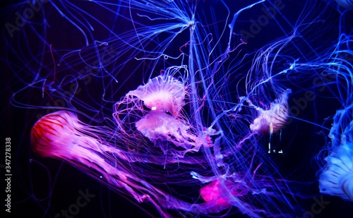 Fotografiet Close-up Of Jellyfish Swimming In Aquarium