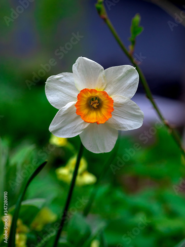 red and yellow flower