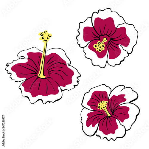 Hibiscus flowers. Hand drawn colorful sketch of tropical flowers and leaves isolated on white background. Vector illustration
