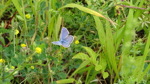 Vogelwicken-Bläuling, blauer Schmetterling