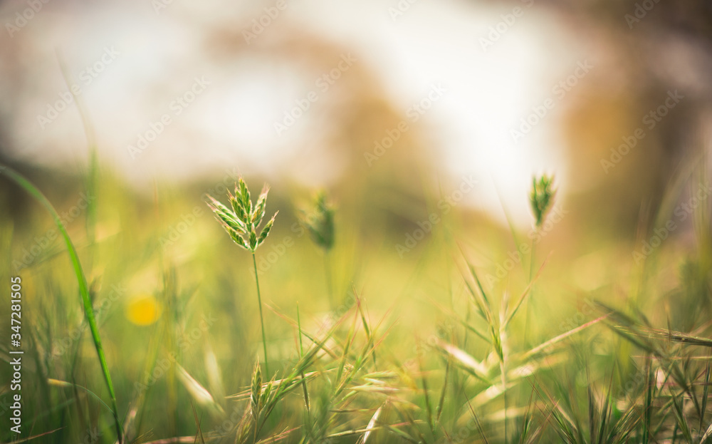Little wheat plant blooming in spring with blurred background. Green background and bokeh