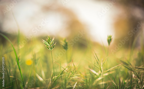 Little wheat plant blooming in spring with blurred background. Green background and bokeh