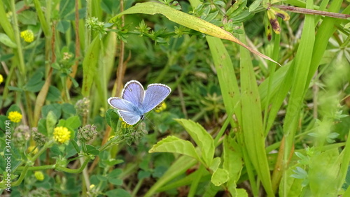 Vogelwicken-Bläuling, blauer Schmetterling