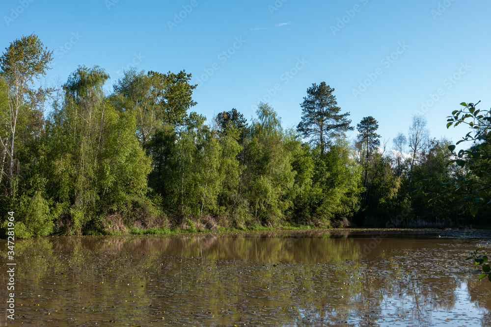 trees and bushes on the edge of the pond in the park covered with dense green leaves under blue sky on a sunny day