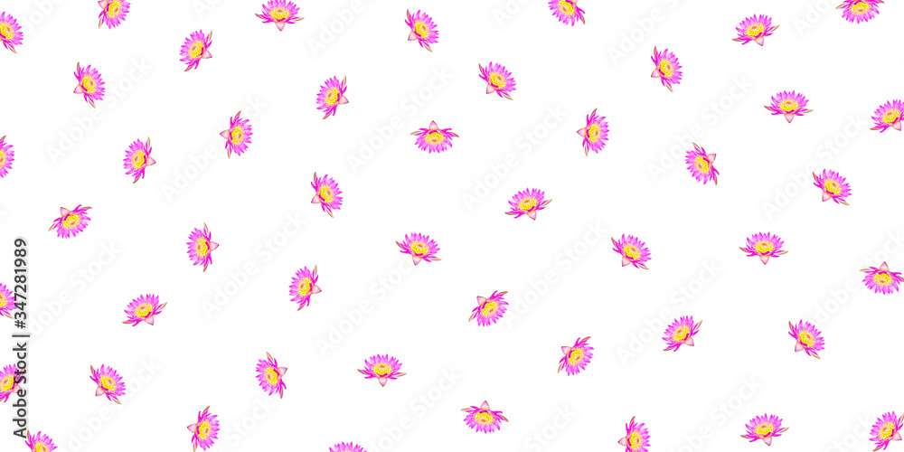 Lotus flowers isolated on white background for pattern