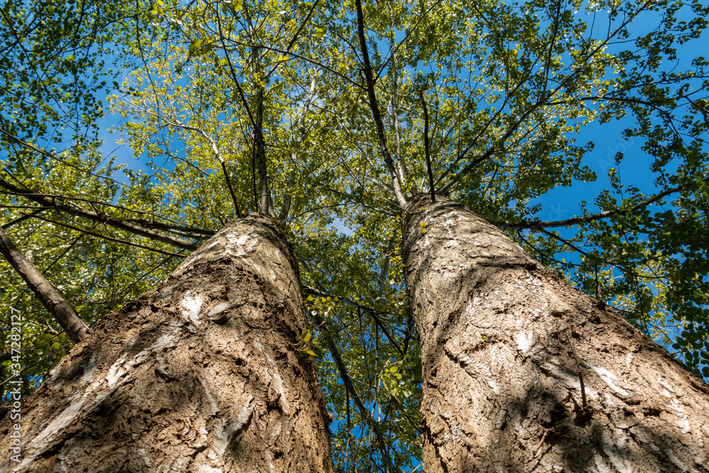 two thick tree trunk with green foliage on top under blue sky on a sunny day two thick tree trunk with green foliage on top under blue sky on a sunny day