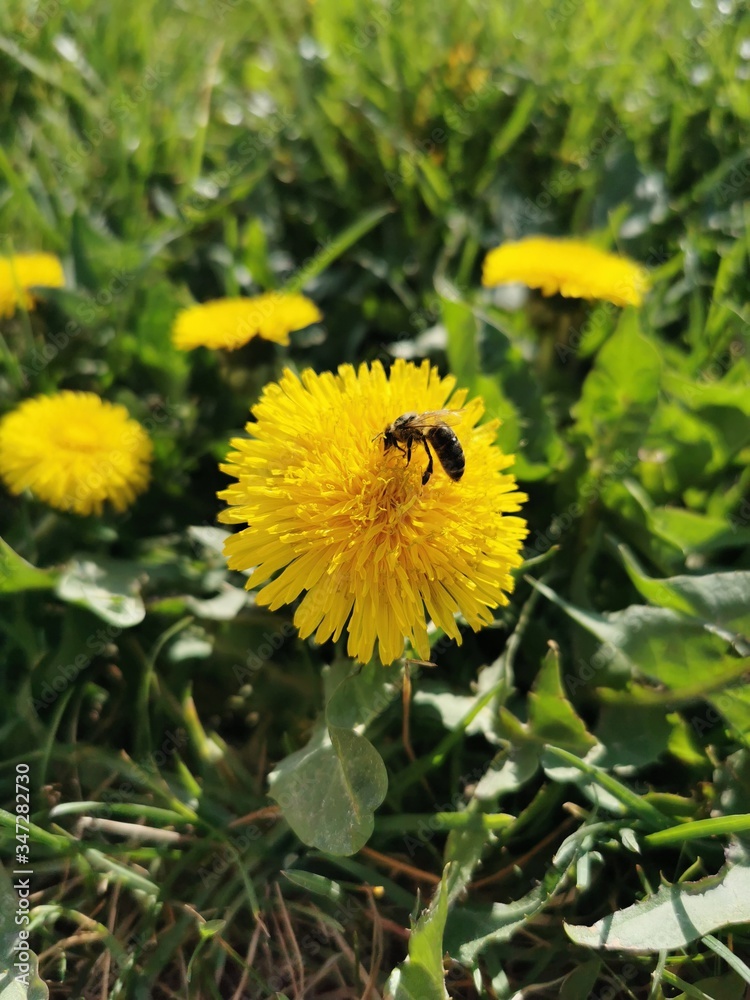 Obraz premium yellow dandelion flower