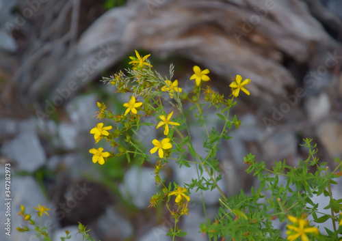 Close-Ups of Colorful flowers 
