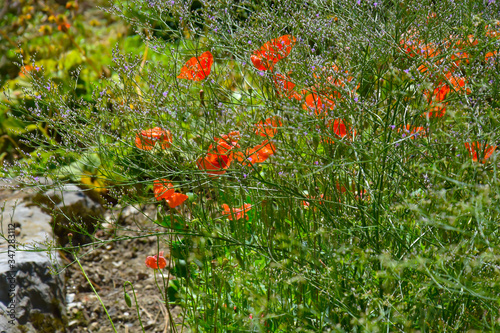 Close-Ups of Colorful flowers 